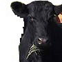 cow_thumbnail_2_zps12367d1e-jpg.6557