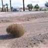 Tumbleweed