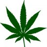 ChiefLeaf