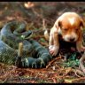 Snake Puppy