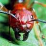 Red Ant