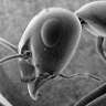 Colourless Ant