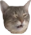 :scustcat: